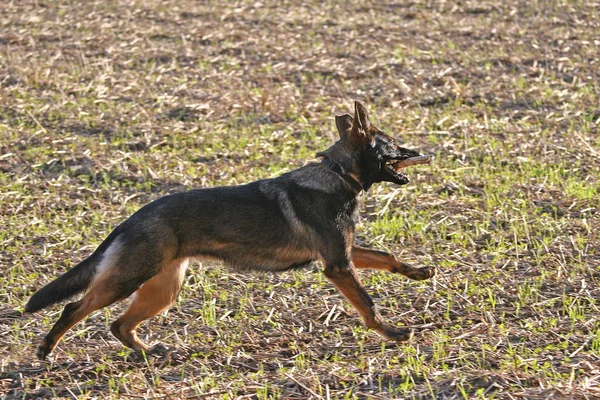 Şirin Bir Köpeğin Portresi — Stok fotoğraf