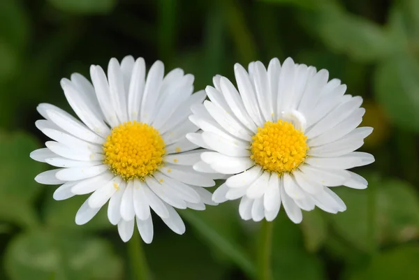 Daisies Meadow Flowers Chamomiles — Stock Photo, Image