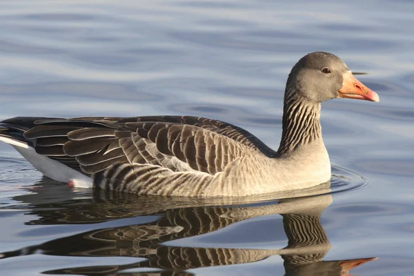 Naturskön Utsikt Över Gåsfågeln Naturen — Stockfoto