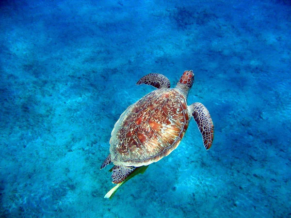Tropical Turtle Animal Nature Fauna — Stock Photo, Image
