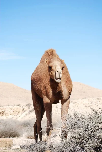 Κοινή Καμήλα Πανίδα Της Φύσης — Φωτογραφία Αρχείου