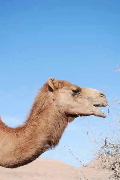 Chameau Commun Animal Faune Naturelle — Photo