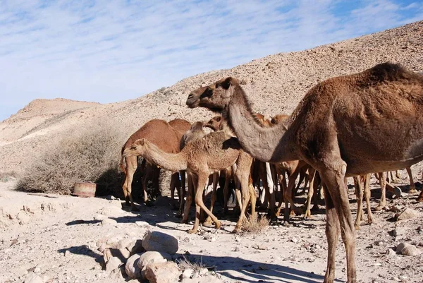 Camellos Desierto —  Fotos de Stock