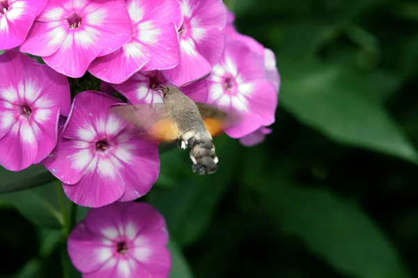 野生の自然界での虫の接近 — ストック写真