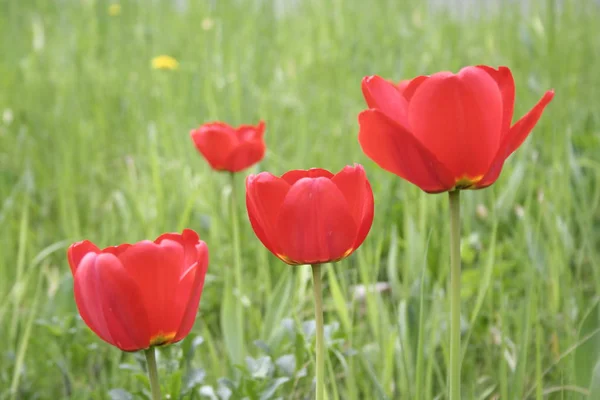 Tulipas Vermelhas Pétalas Flores Flora Primavera — Fotografia de Stock