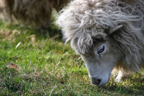 Mijn Schapen Petzi — Stockfoto