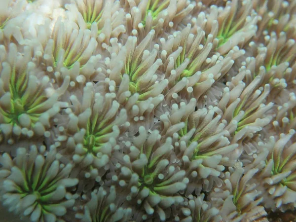 Coral Polyp Macro Tiro — Fotografia de Stock