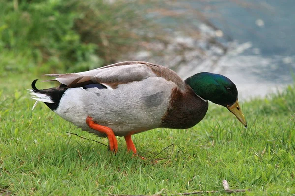 Schilderachtig Uitzicht Prachtige Vogel Natuur — Stockfoto