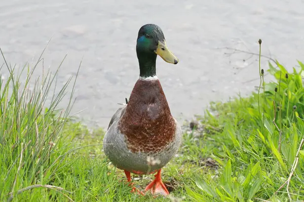 Wollen Sie — Stockfoto