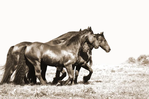 Cavalo Campo — Fotografia de Stock