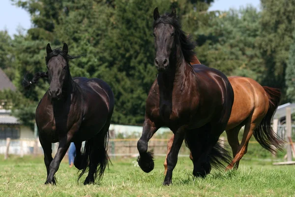 Pferde Tagsüber Freien — Stockfoto