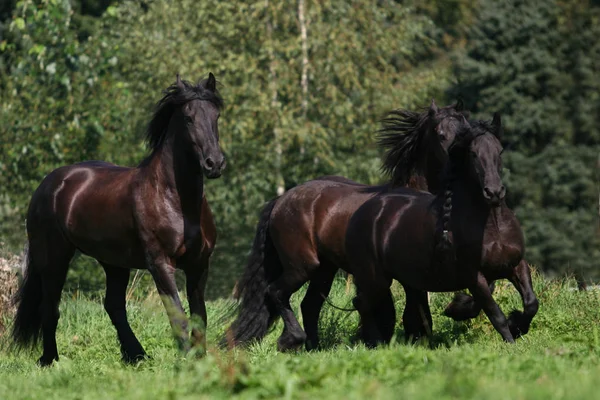 Cavalos Livre Durante Dia — Fotografia de Stock