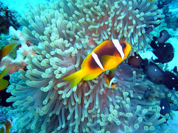 Pez Payaso Arrecife Submarino Con Peces —  Fotos de Stock