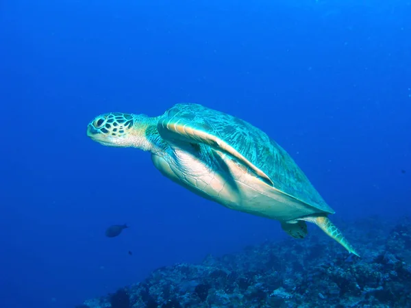 Tartaruga Tropicale Animale Fauna Naturale — Foto Stock