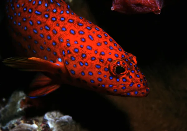 Profonde Cernie Gioiello Rosso Incandescente Popolano Scogliere Nel Mare Rosso — Foto Stock