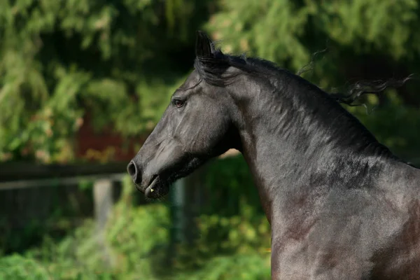 Lindo Caballo Naturaleza Salvaje —  Fotos de Stock