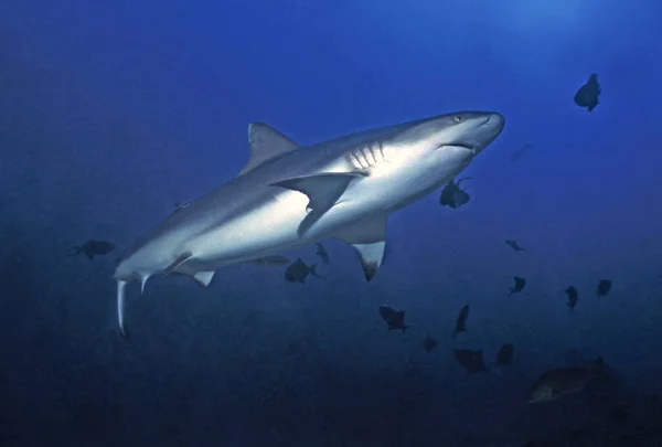 Grey Reef Sharks Very Likely Red Sea Shab Rumi Sudan — стоковое фото