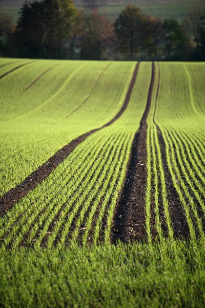 Pittoresk Uitzicht Natuur — Stockfoto