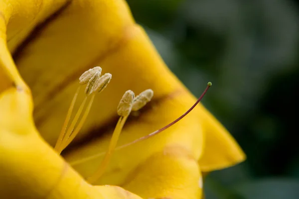 Vackra Blommor Blommigt Koncept Bakgrund — Stockfoto