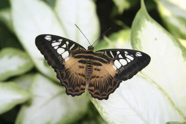 Vista Primer Plano Hermosa Mariposa Colorida — Foto de Stock