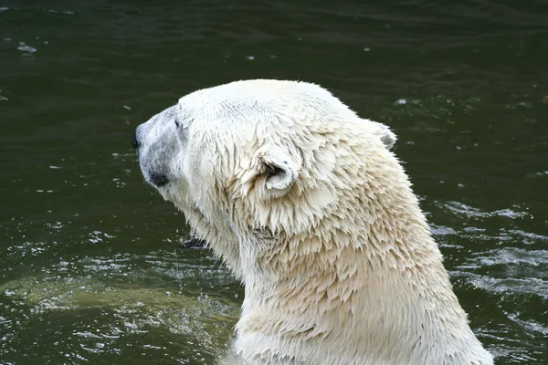 Arktischer Weißer Eisbär — Stockfoto