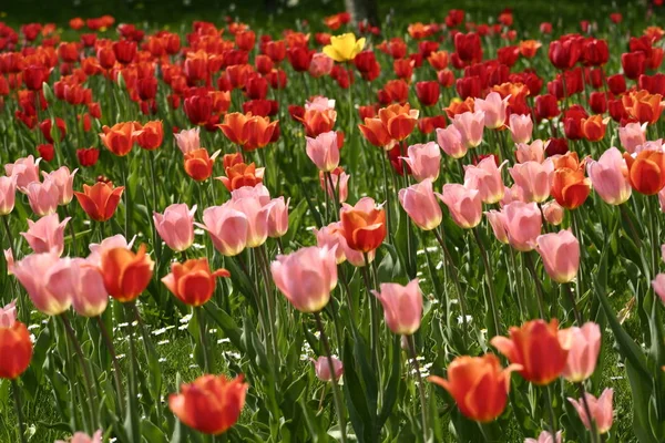 Тюльпаны Цветущие Цветы Природе Флора — стоковое фото