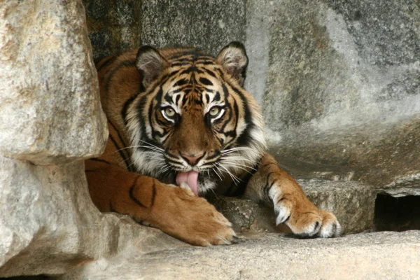 Tigre Descansando Pantera Tigris — Foto de Stock