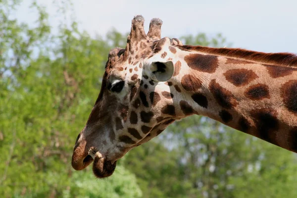 Giraffe Afrikanisches Pflanzenfressendes Säugetier — Stockfoto