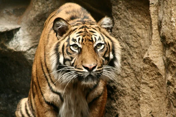 Tigre Sentado Pantera Tigris — Foto de Stock