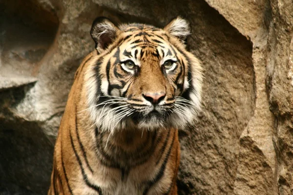 Depredador Felino Tigre Salvaje —  Fotos de Stock