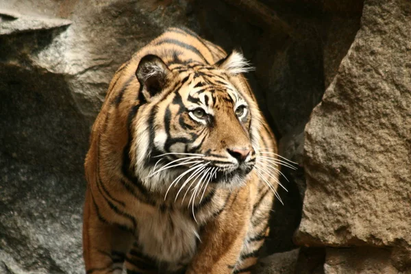 Кошачий Хищник Дикий Тигр — стоковое фото