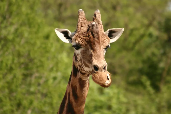 Jirafa Animal Mamífero Herbívoro Africano — Foto de Stock