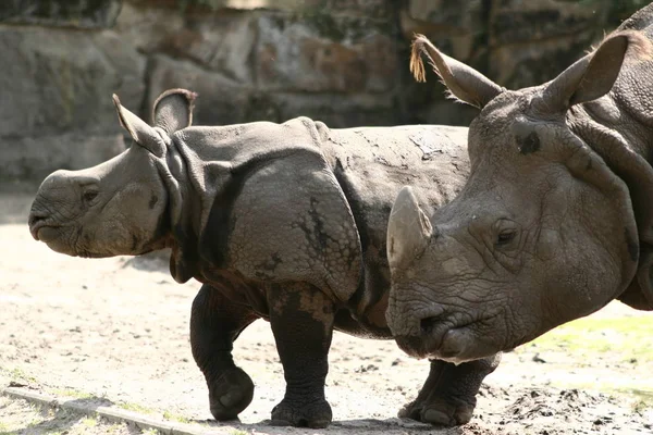 Africké Zvíře Nosorožec Fauna — Stock fotografie