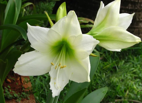 Mauritius Görülen Beyaz Bir Clivia — Stok fotoğraf