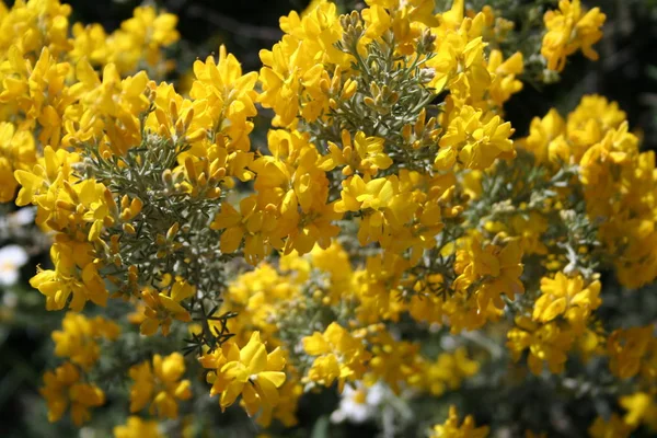 Mooi Botanisch Schot Natuurlijk Behang — Stockfoto