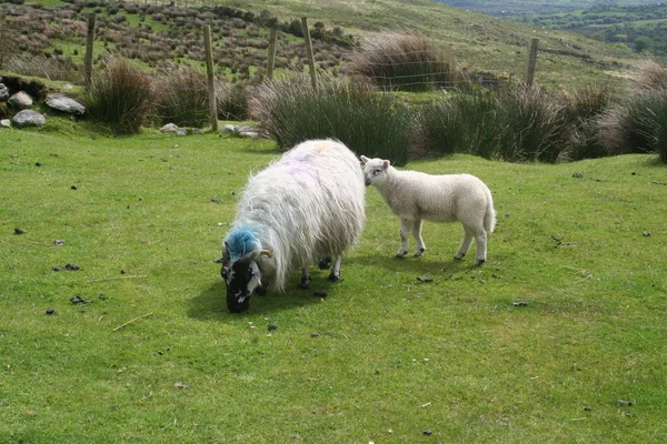 Typische Ierse Schapen — Stockfoto