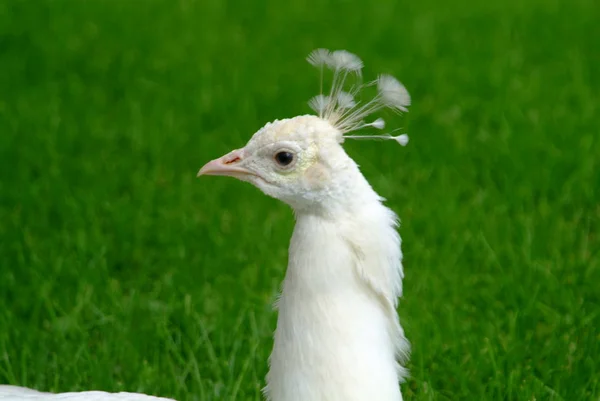 Weißer Pfau Vogel Exotischer Pfau — Stockfoto