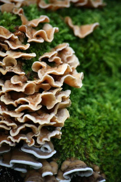 Boompaddenstoelen Flora Vegetatie — Stockfoto