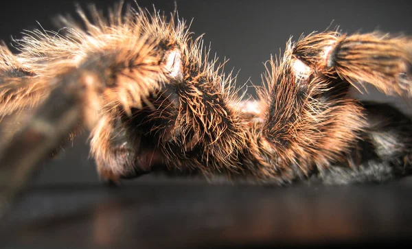 Spinneninsect Griezelig Dier — Stockfoto