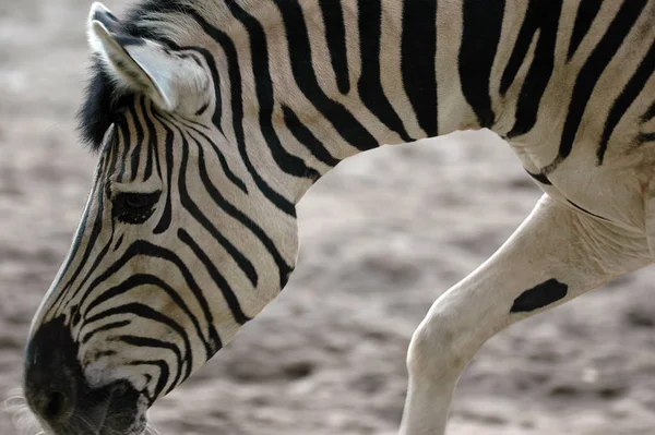Afrikai Fekete Fehér Zebra Állat — Stock Fotó