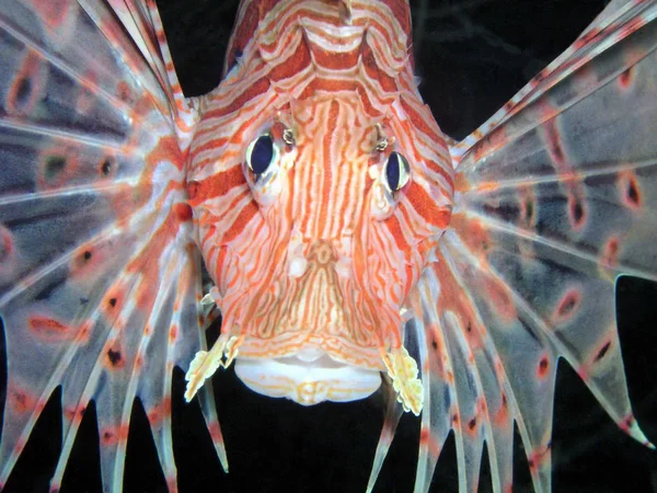 海底的狮子鱼 海洋生物 — 图库照片