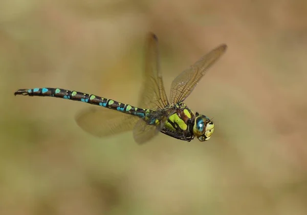 Closeup Macro View Dragonfly Insect — Stock Photo, Image