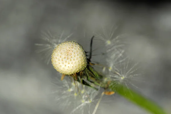 Closeup View Natural Dandelion Fleur — Photo