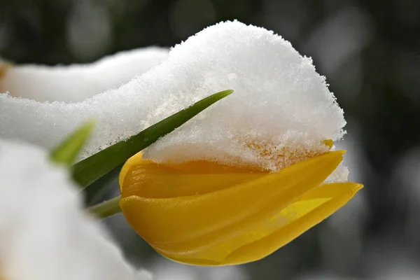 Vacker Vinter Blomma Natur Och Flora Närbild — Stockfoto