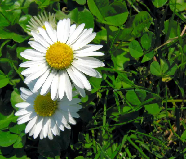 Image Daisy Full Bloom — Stock Photo, Image