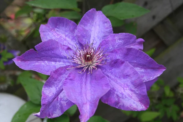 Purpurowe Płatki Kwiatów Clematis — Zdjęcie stockowe