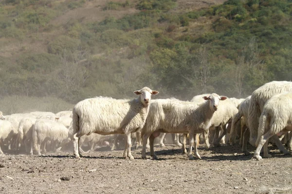 domestic sheep on a pasture