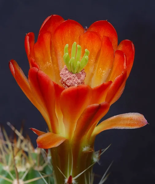 Piante Tropicali Flora Botanica Del Cactus — Foto Stock