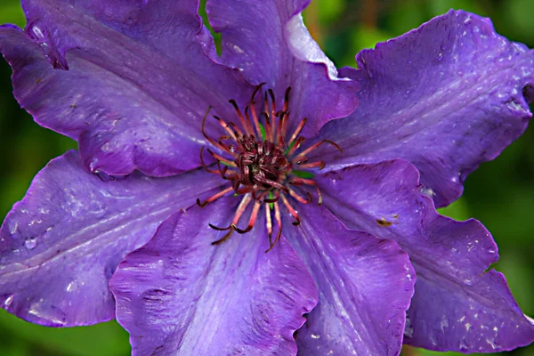 Beautiful Blooming Flowers Nature Background — Stock Photo, Image