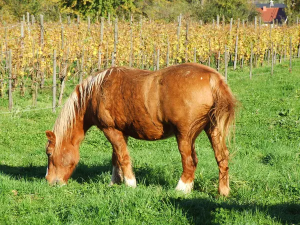 Braunes Pferd Pferd — Stockfoto
